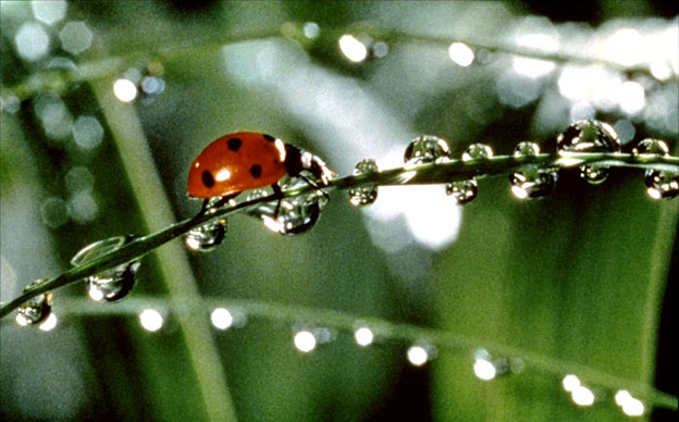 coccinelle sur un brun d'herbe avec des gouttes d'eau